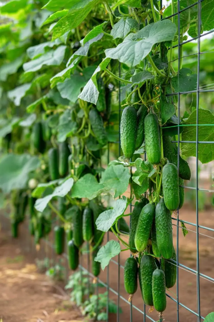 7 Best Cucumber Trellis Ideas (Easy DIY) 5 7 Best Cucumber Trellis Ideas (Easy DIY)