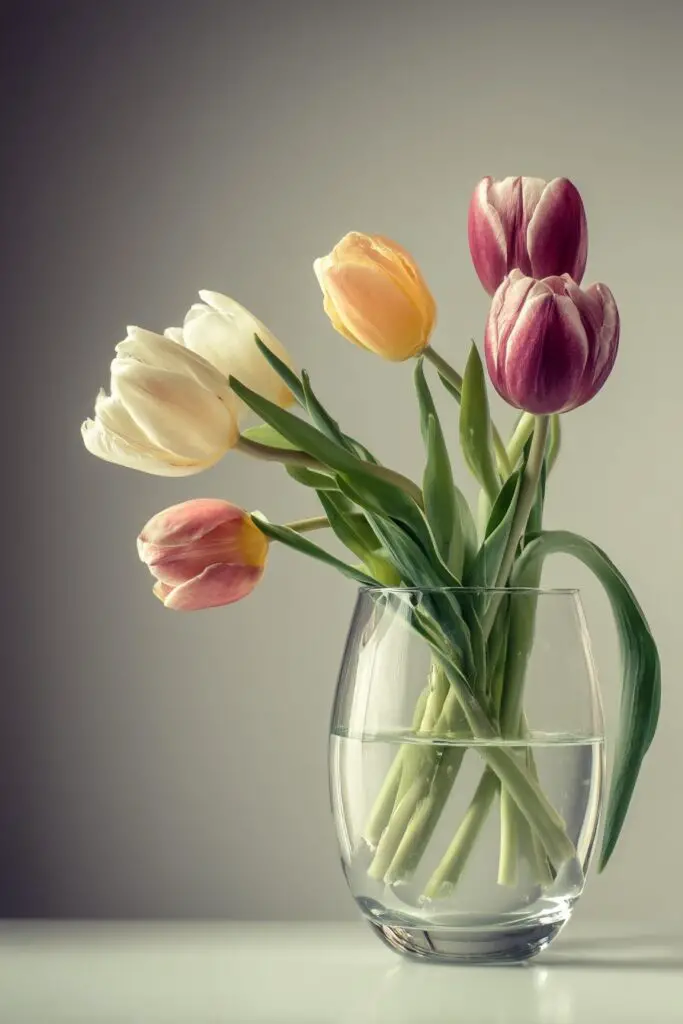 Tulips in Vase: 5 Simple Arrangement Tips 6 Tulips in Vase: 5 Simple Arrangement Tips