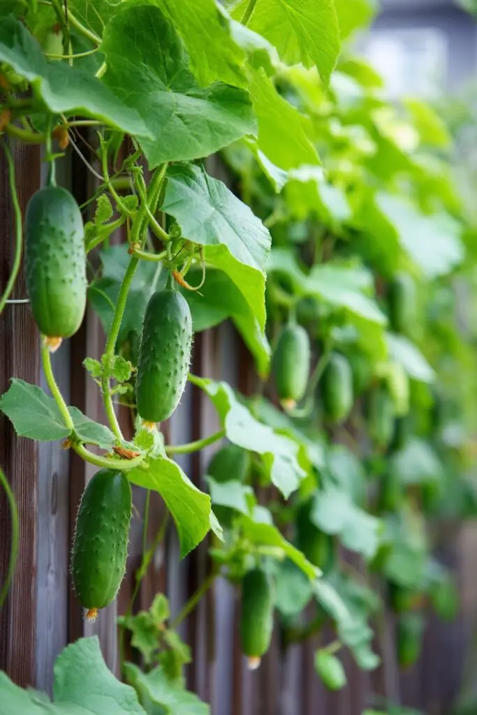7 Best Cucumber Trellis Ideas (Easy DIY) 8 7 Best Cucumber Trellis Ideas (Easy DIY)